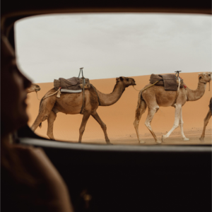 View from a vehicle window of saddled camels crossing golden sand dunes in Morocco. Go Morocco Ogle ranks among the Best Morocco Tour Companies, offering 12 Days Tour from Casablanca featuring authentic desert experiences.
